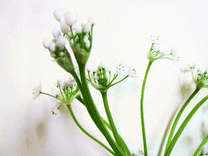 Capter l'explosion de vitalité au printemps